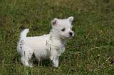 WESTIE 513